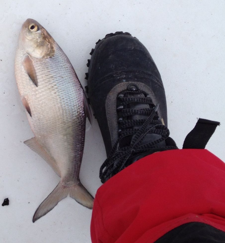 Types of Live Bait on SML Smith Mountain Lake Fishing Forums